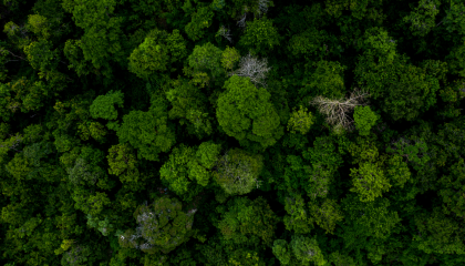 zero carbon emissions - green trees