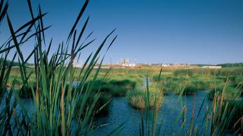 view of magnolia plant from marsh