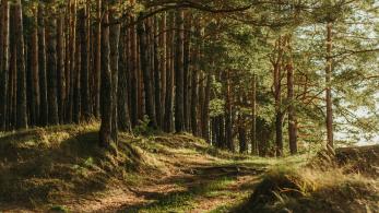 A Photo of Sunlight Streaming Through the Trees in a Forrest
