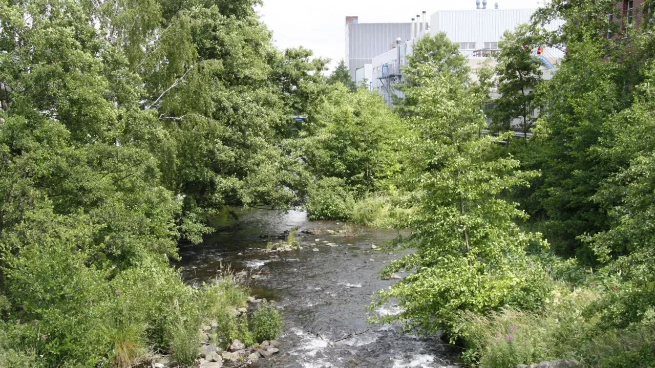 Stream in forest. 