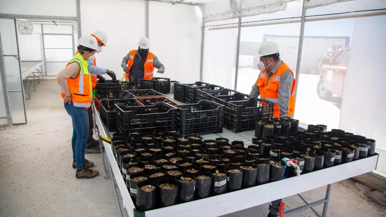 Salar de Atacama Plant nursery