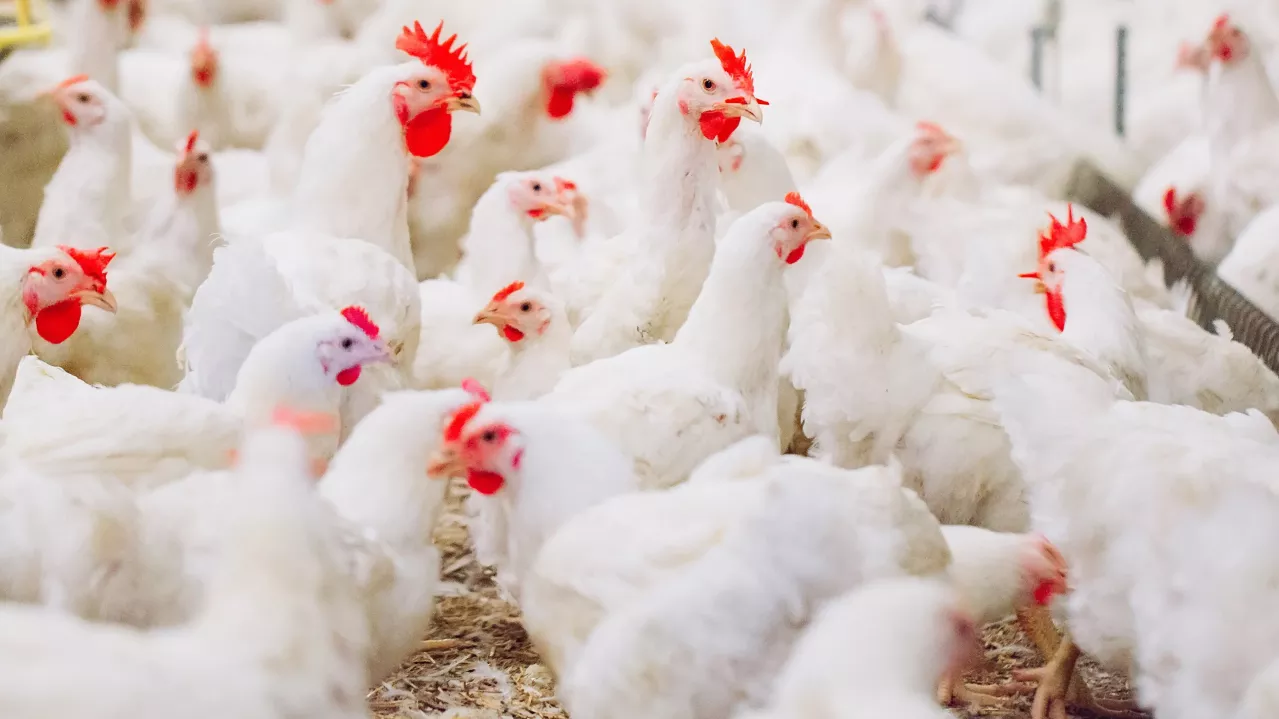 A flock of white chickens with vibrant red combs densely gathered in a well-lit indoor space, appearing healthy and active.