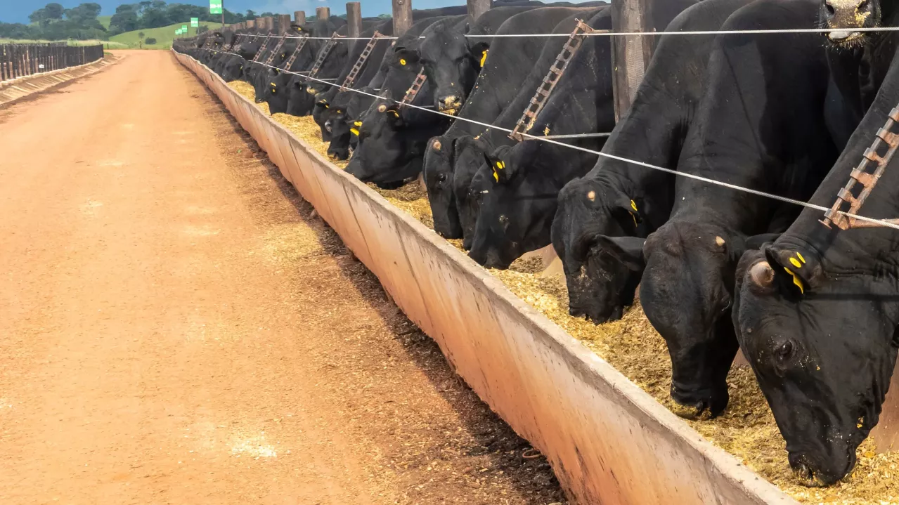Black cattle lined up eating from a long trough at a feedlot on a sunny day, with a dirt road next to them.