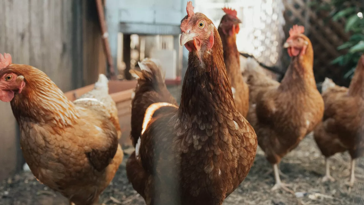A group of curious hens, with a dominant one in the foreground, standing in a backyard environment.
