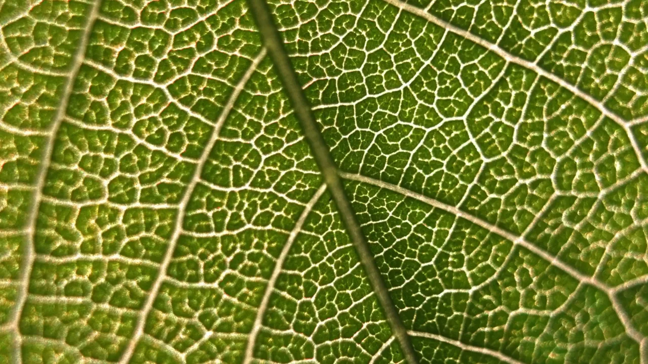 A close-up image of a green leaf showing its intricate network of veins. The veins create a web-like pattern, with various shades of green highlighting their structure. The texture of the leaf surface is detailed and prominently visible.