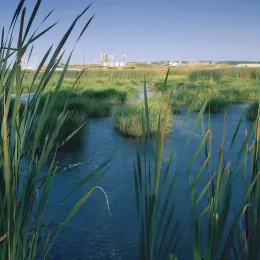 Photo of marsh on Magnolia plant property.