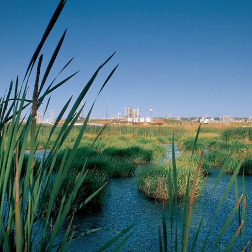 view of magnolia plant from marsh