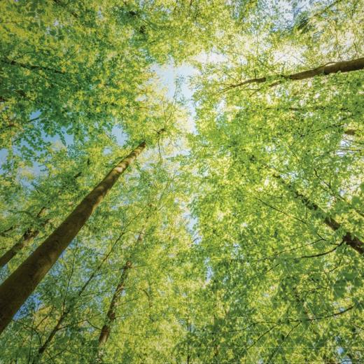 Photo of green trees for Albemarle Sustainability 2024