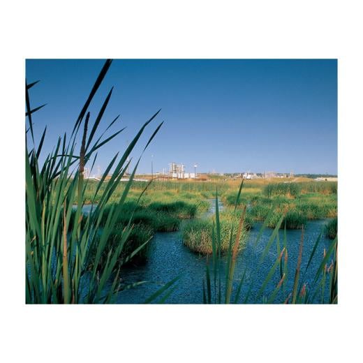 Albemarle Magnolia View From Marsh Photo