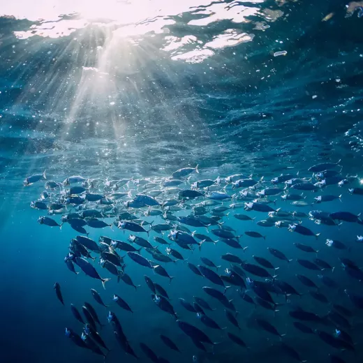 A large school of silver fish swimming in clean and safe ocean water, illuminated by rays of sunlight penetrating the surface.