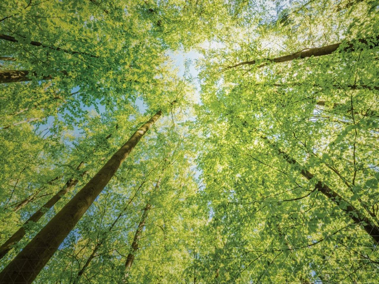 Photo of green trees for Albemarle Sustainability 2024